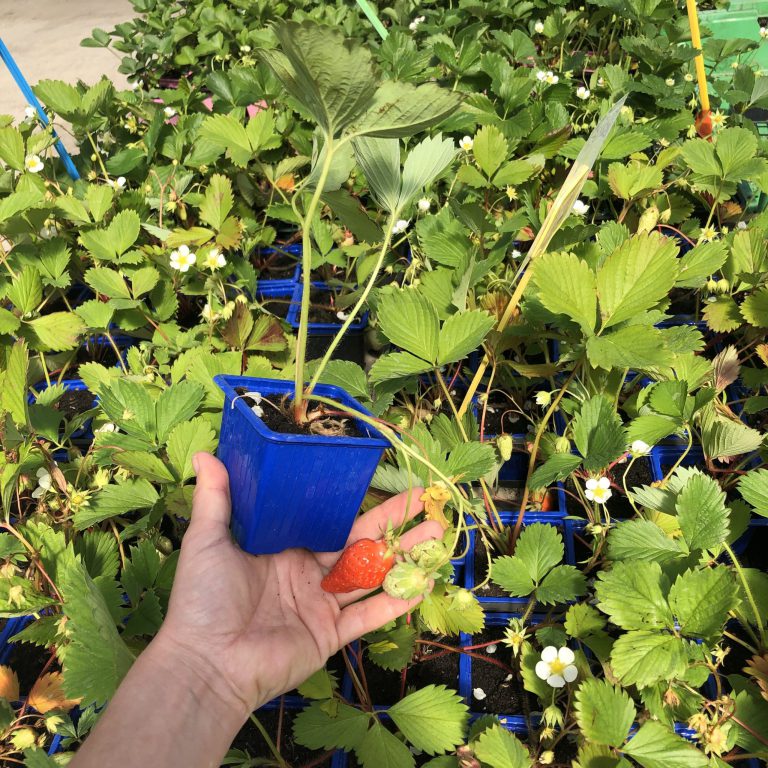 Nos plants de fraises de plusieurs variétés