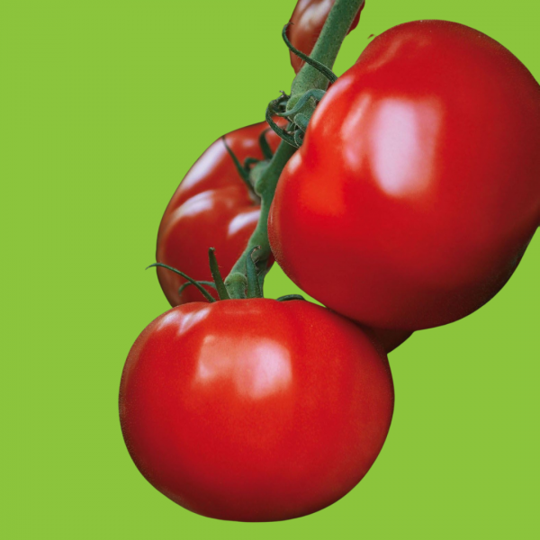 Tomate Maestria