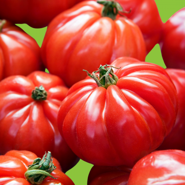 Tomate Marmande
