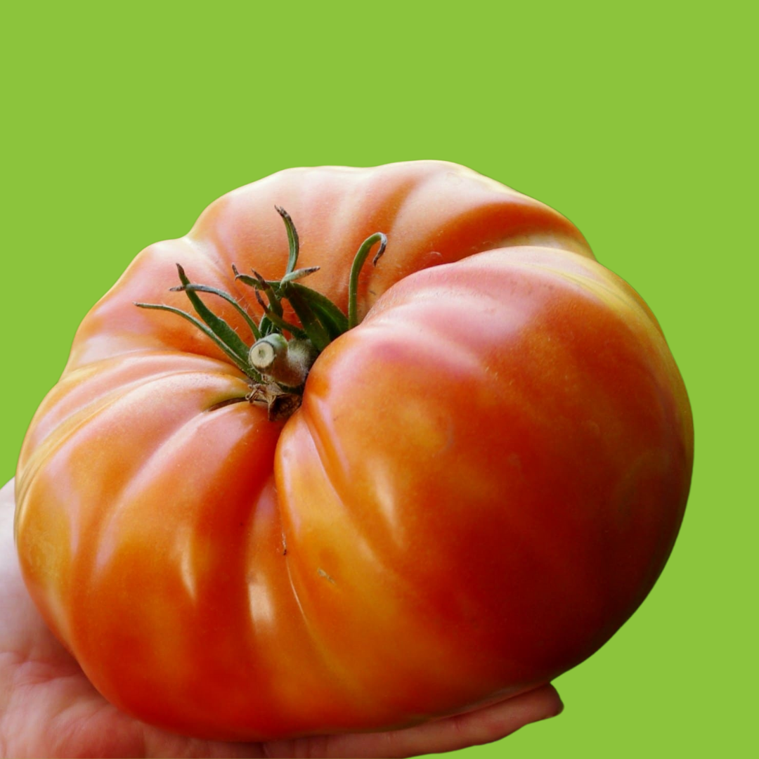 Tomate Russe