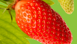 Fraises Garriguette