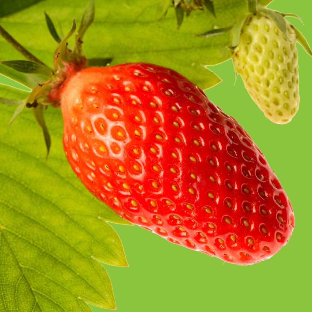Fraises Garriguette