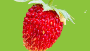 Fraises Mara des Bois