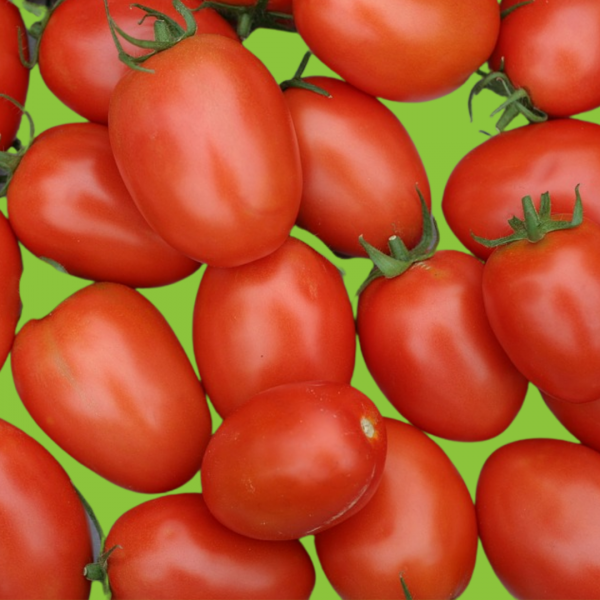 tomate pendelotte roma